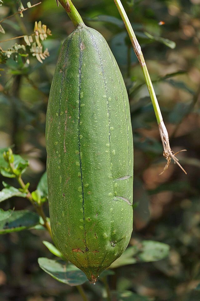 Luffa cylindrica | Sponge Gourd | 10 Seeds