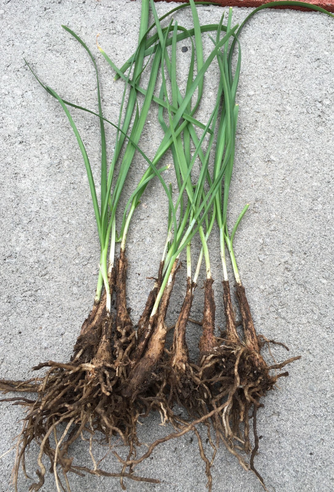 15 Organics Garlic Chives Live Plant Bare Roots Hardy Perennial Herb Jiu Cai USA