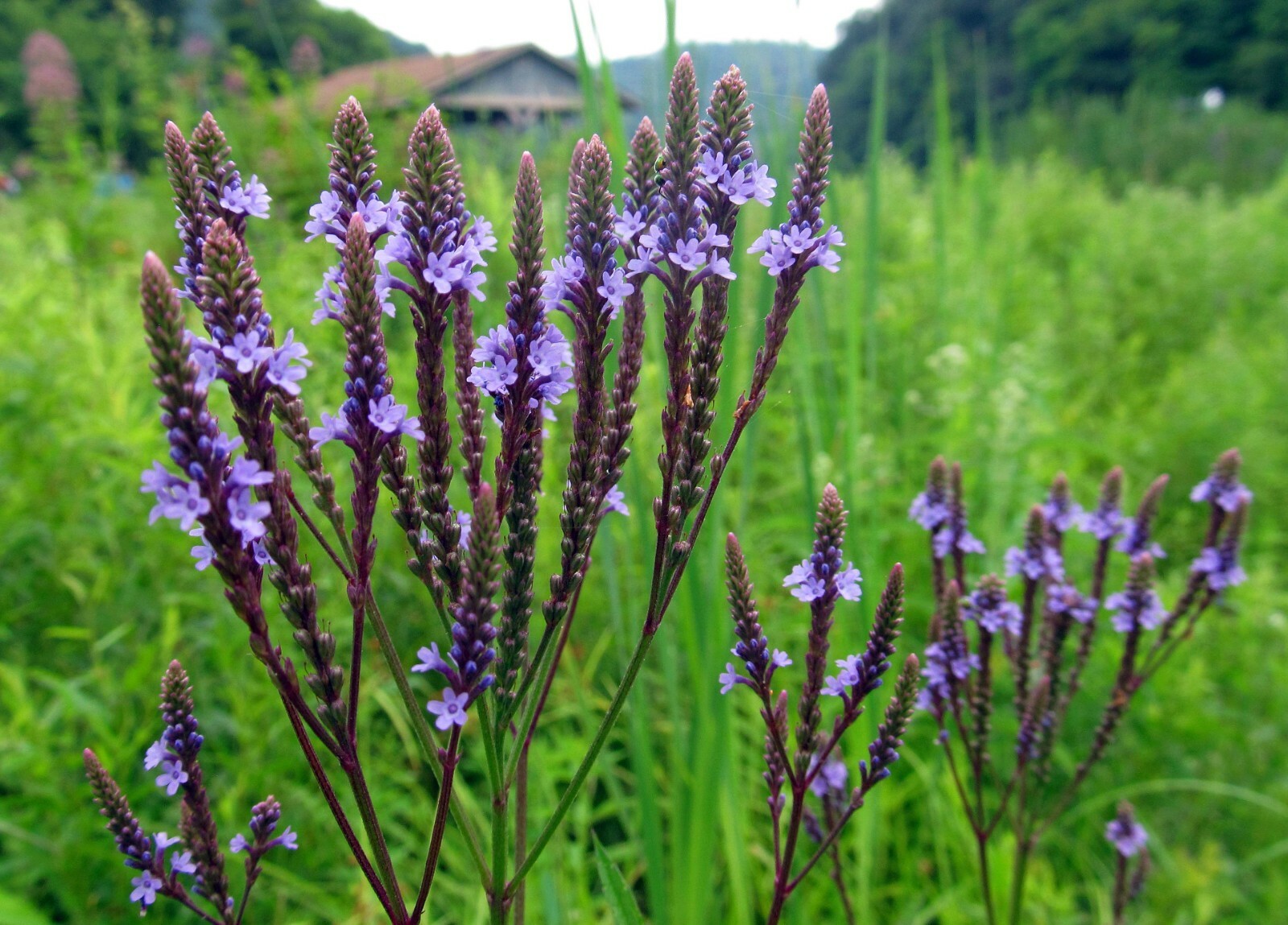201+BLUE VERVAIN Seeds Native Wildflower Herb Tea Perennial Drought Garden Easy