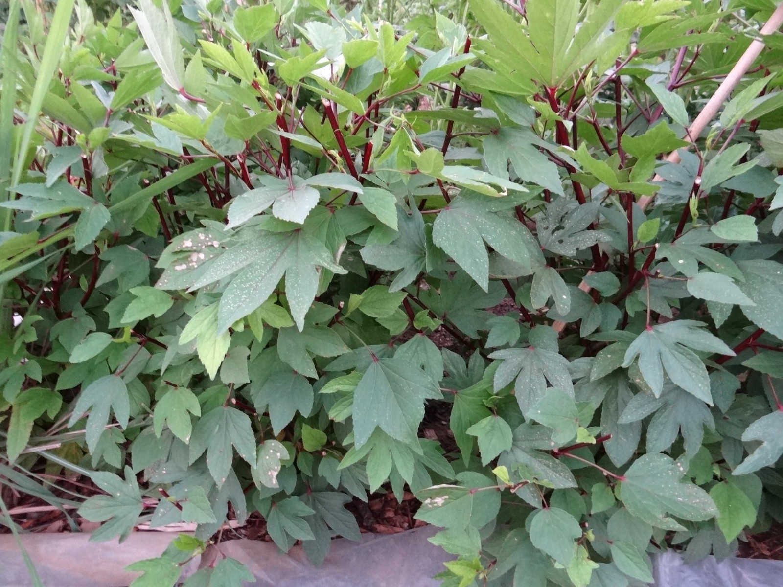 Red Hibiscus Roselle Seeds – 50+ Count – 3-5 ft Tropical Plant for 2026