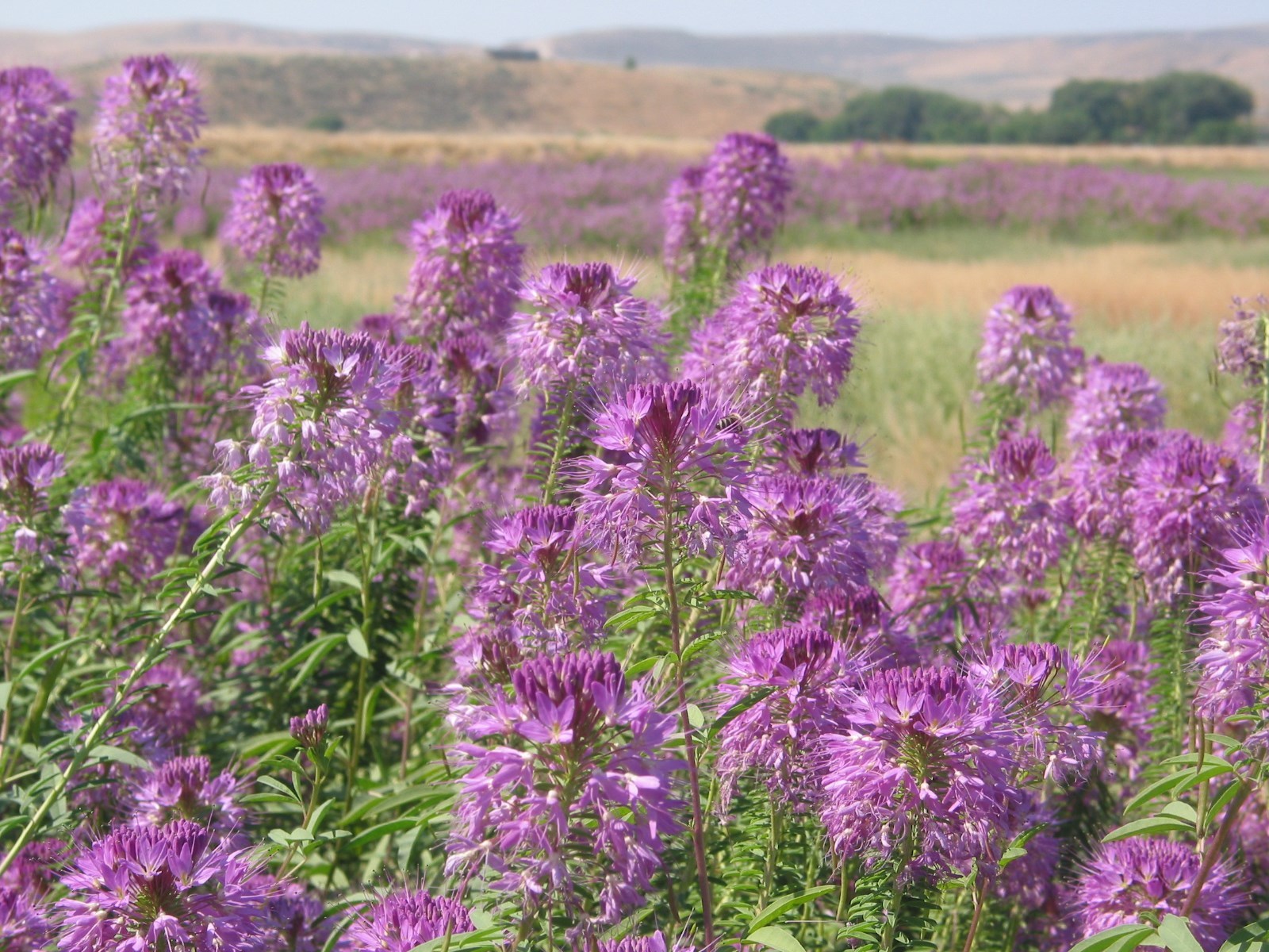 101+Rocky Mountain BEE PLANT Seeds Native Wildflower Flower Garden Pollinators