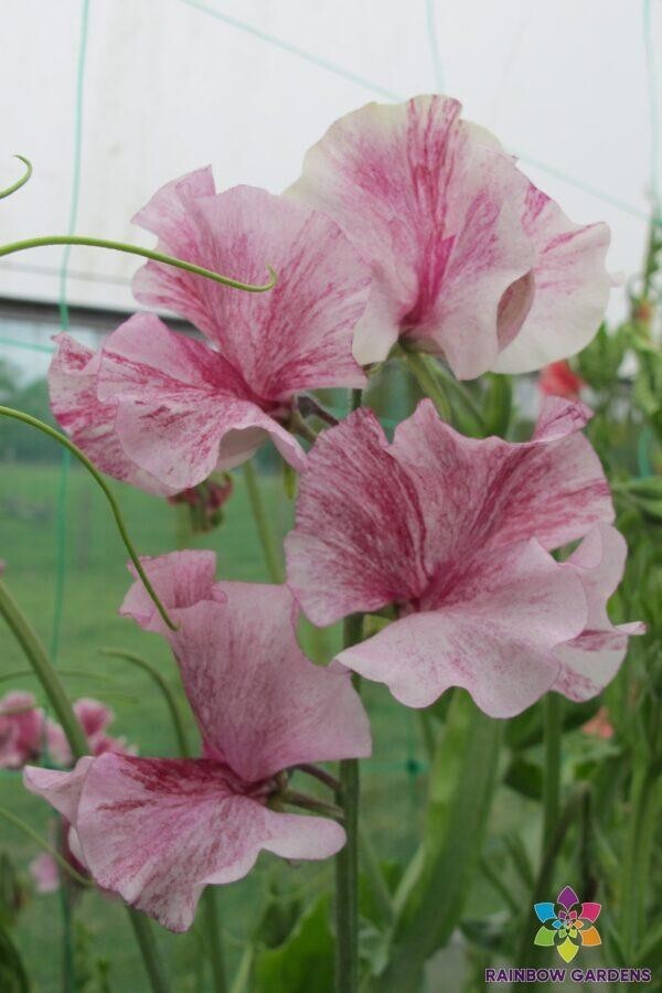 50+ Chocolate Flake Sweet Pea Seeds for Garden Planting – USA – FREE SHIPPING!