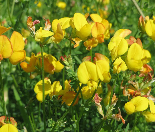 BIRD’S FOOT TREFOIL Lotus Corniculatus – 10,000 Bulk Seeds