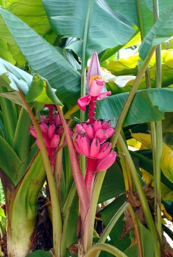 Pink Dwarf Banana Tree Fruit Plant Seeds (Musa velutina) Rare Fast Hardy-Zone 7b