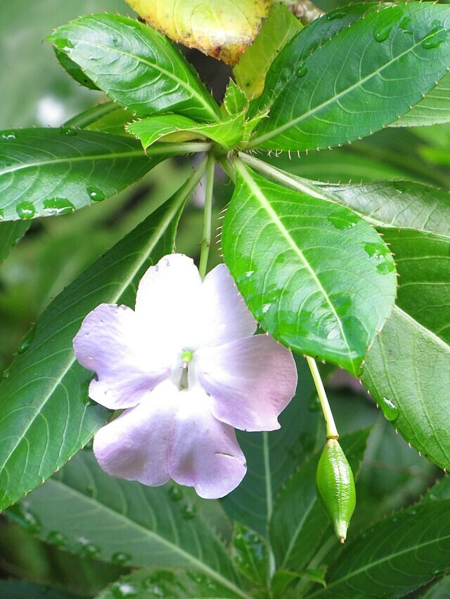 Impatiens sodenii subsp. oliveri | Poor Man’s Rhododendron | 10 Seeds