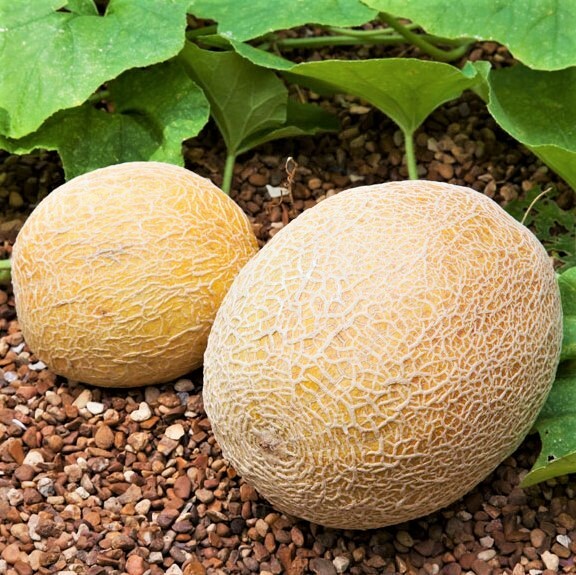 Honey Rock Cantaloupe Seeds | Sweet Orange Muskmelon Melon Fruit Seed Fresh 2024