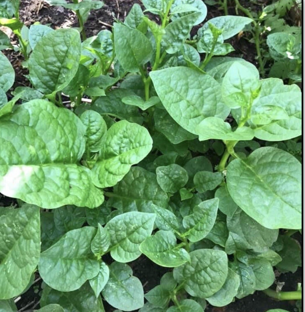 10 packets ASIAN VEGETABLE SEEDS Bundle Non GM0 Heirloom