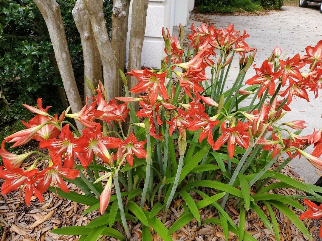 12+ Red St Joseph Heirloom Amaryllis Seeds collected May 2024 with Instructions