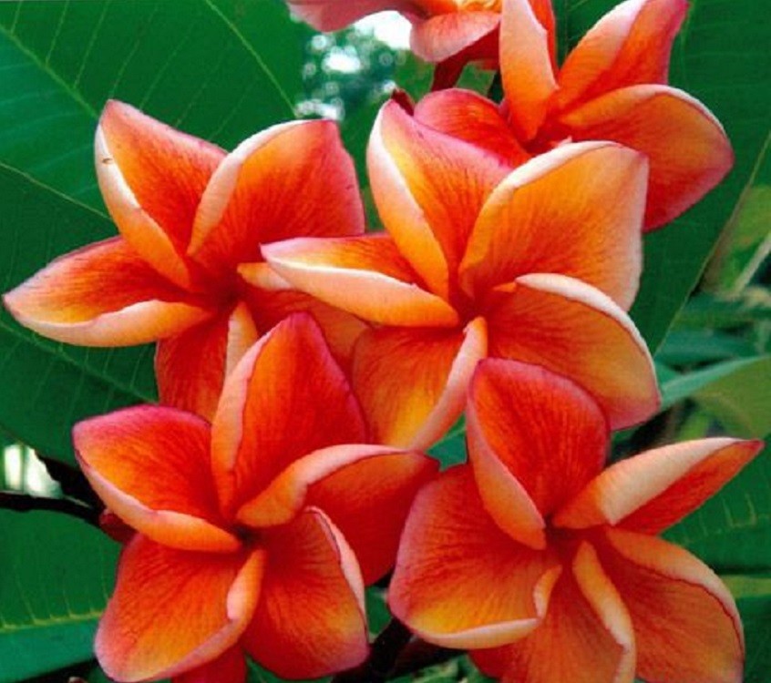 5 Orange Plumeria Seeds Plants Flower Lei Hawaiian Perennial Seed Garden 195