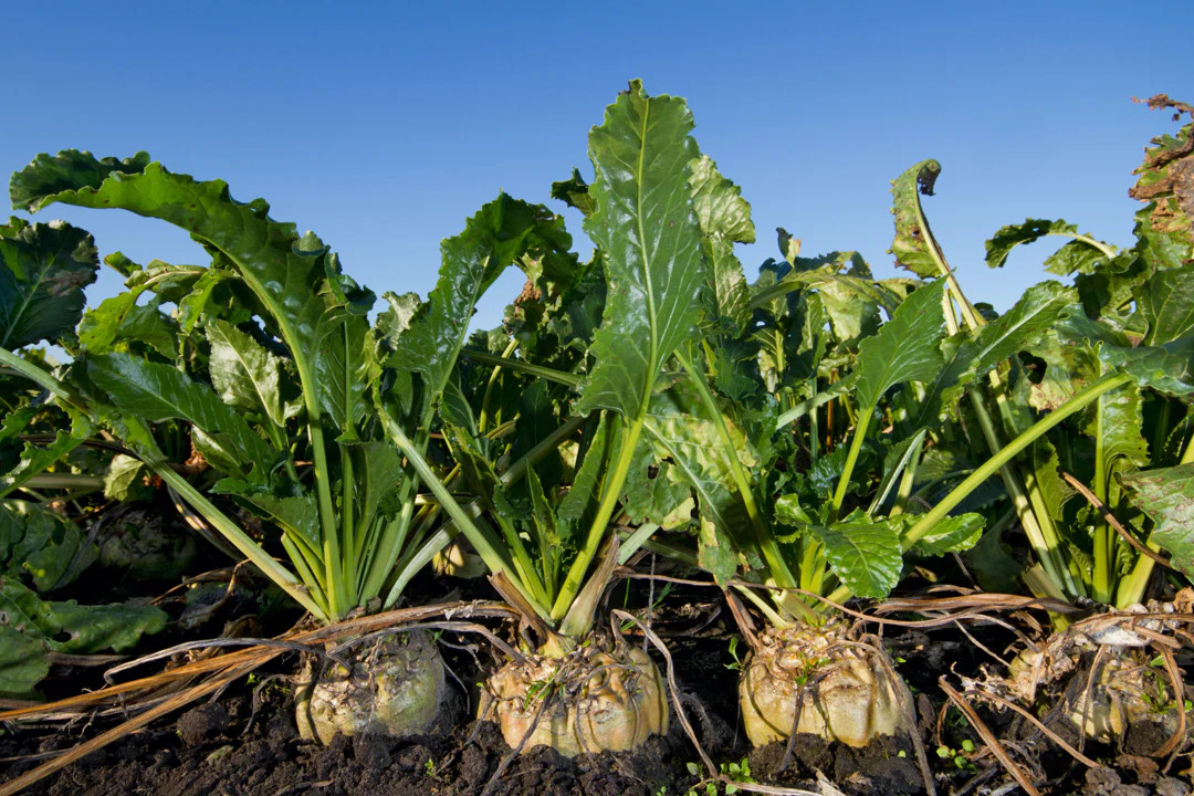 Sugar Beet Seeds | White Albino Sucrose Mangel Turnip Beets Vegetable Seed 2024