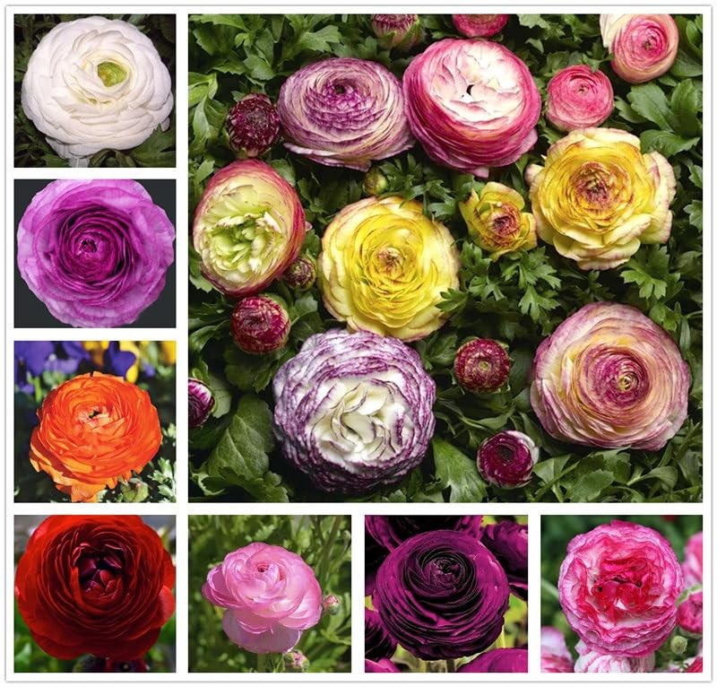 10PCS Mixed Color Ranunculus Bulbs Double Buttercups Spring Rose Bulb Wedding…