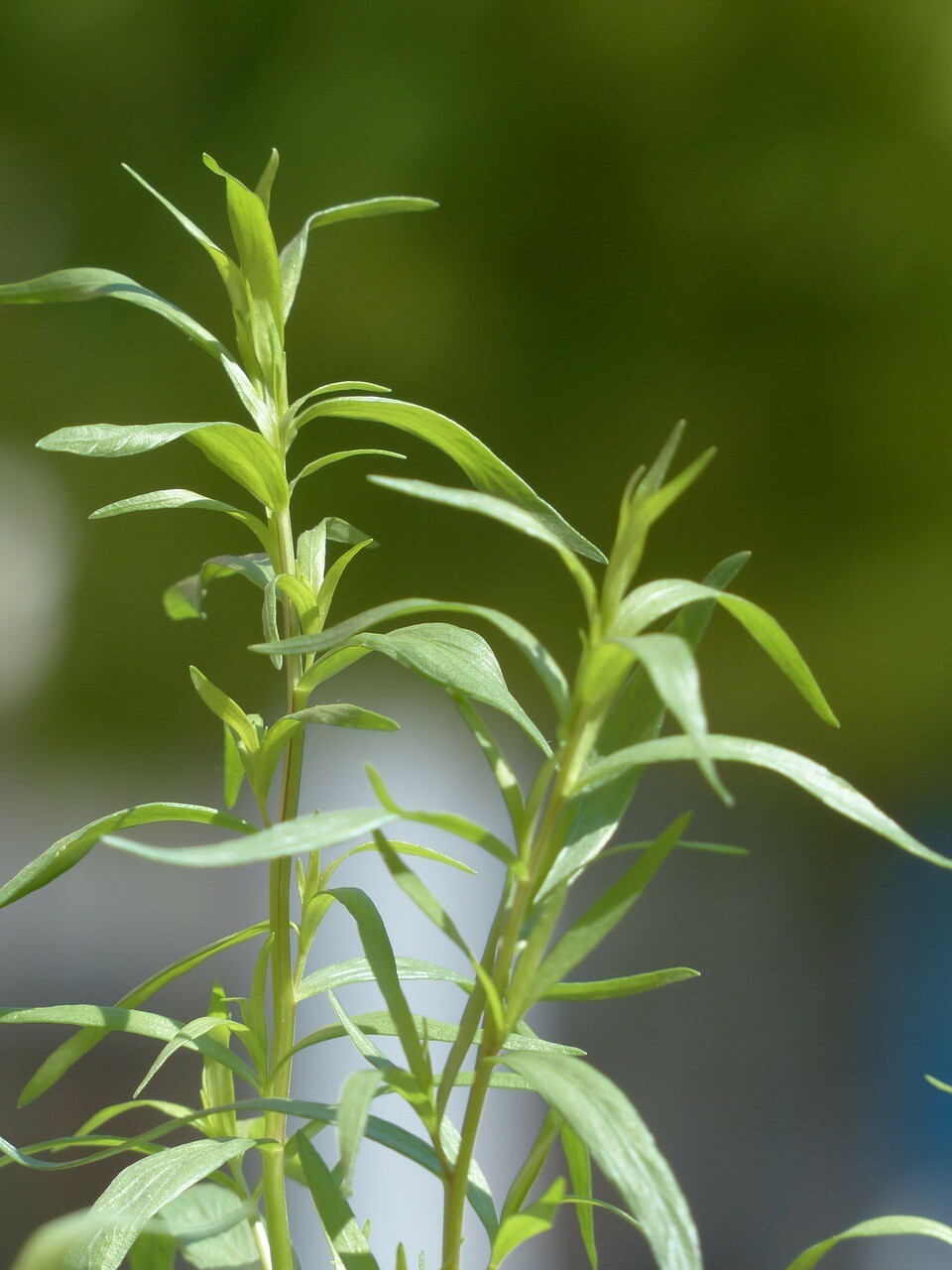 Dragon Herb, Tarragon (Artemisia dracunculus), 200 seeds