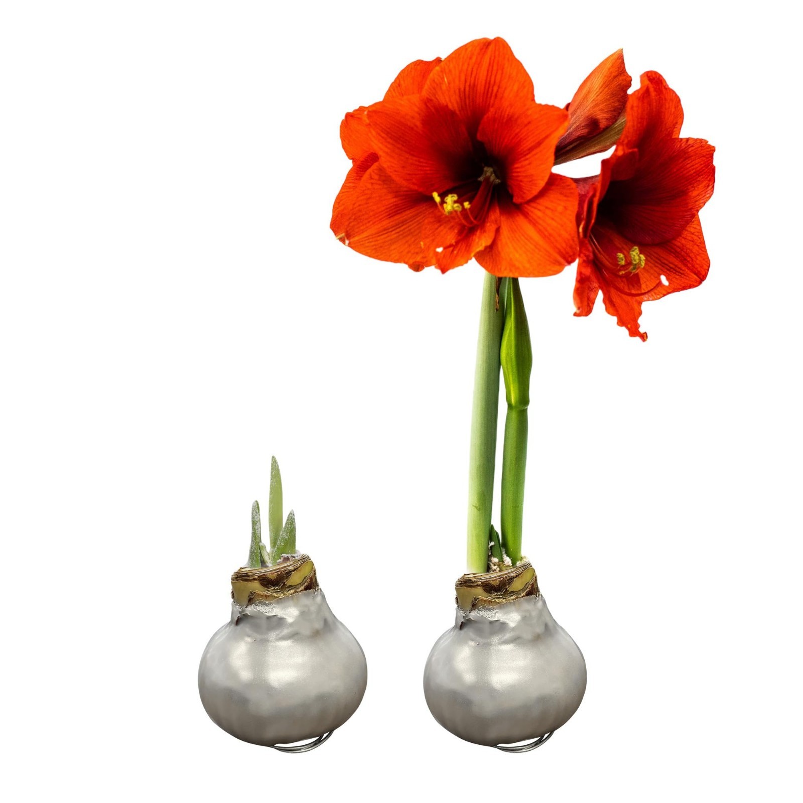 Waxed Amaryllis Bulb 2-Pack – Silver with Red Blooms, Low Maintenance Holiday Gi