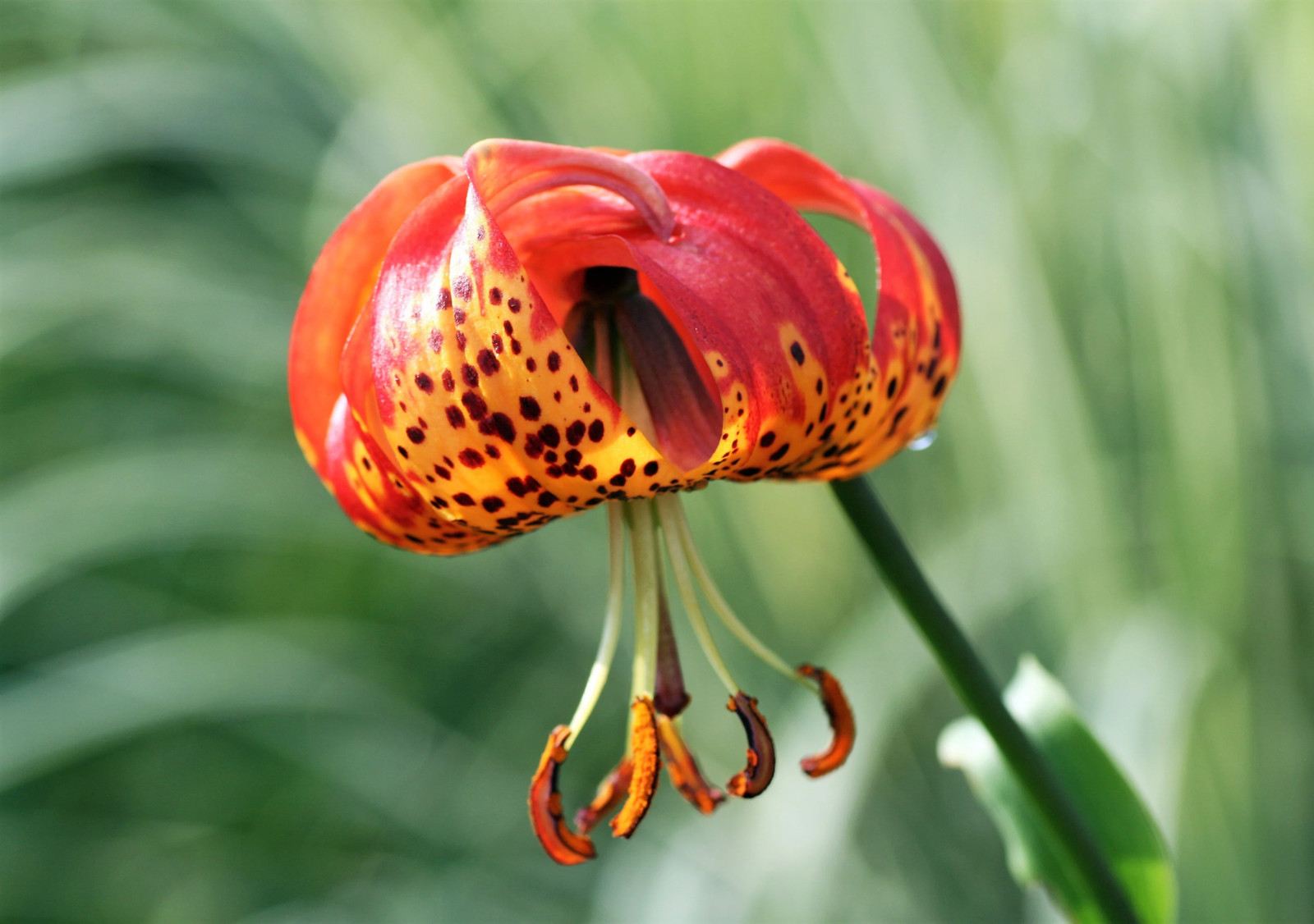 10 LEOPARD LILY California Tiger Lilium Pardalinum Yellow Orange Red Flower Seed