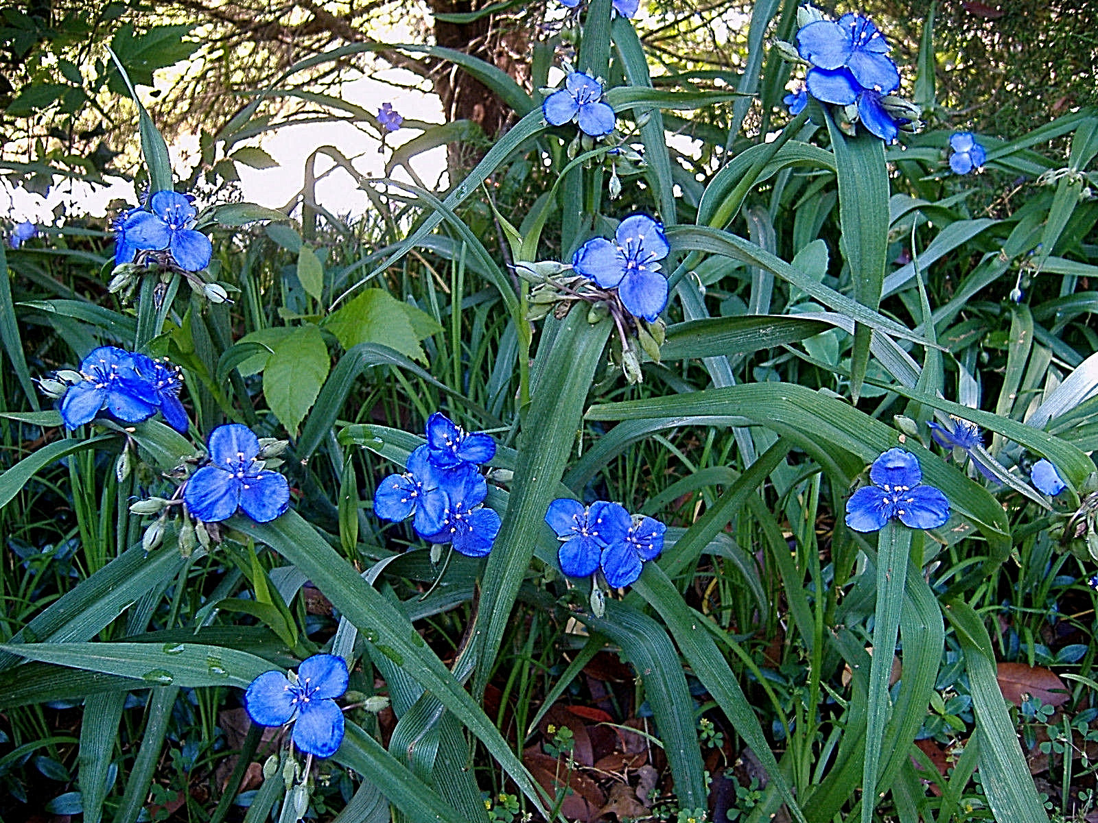20+ SPIDERWORT TRADESCANTIA FIBROUS BARE ROOTS USDA ZONE 4~9