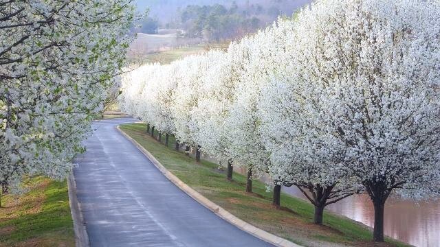 Bradford Pear Tree Seeds (Pyrus calleryana) “Callery” Fast Cold Hardy to Zone 4