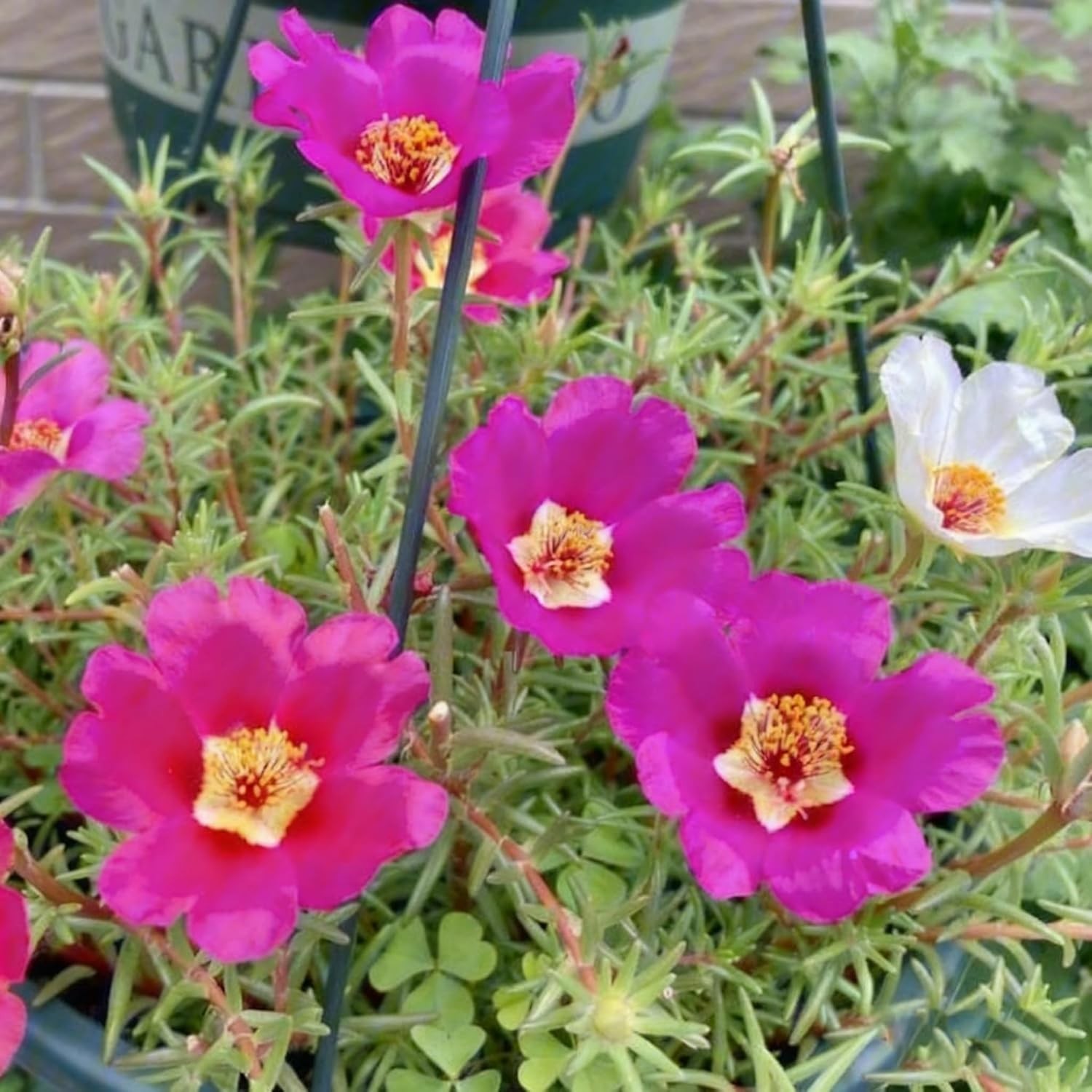 Mixed Color Portulaca Grandiflora Seeds, 20000 Double Moss Rose Seeds for Planti