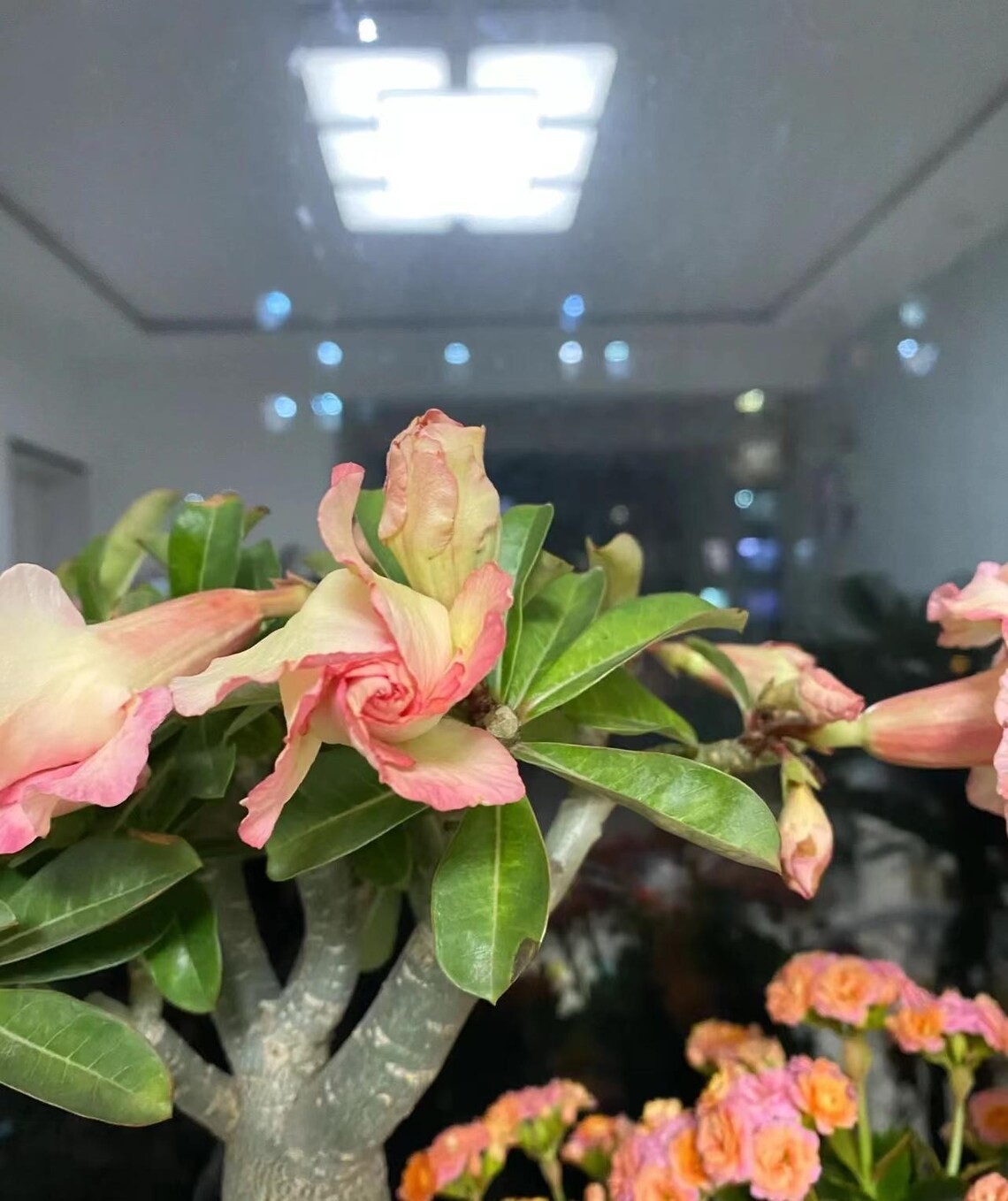5Pcs Rare Yellow & Pink Desert Rose Seeds Garden Flower Decor-seed (5170)