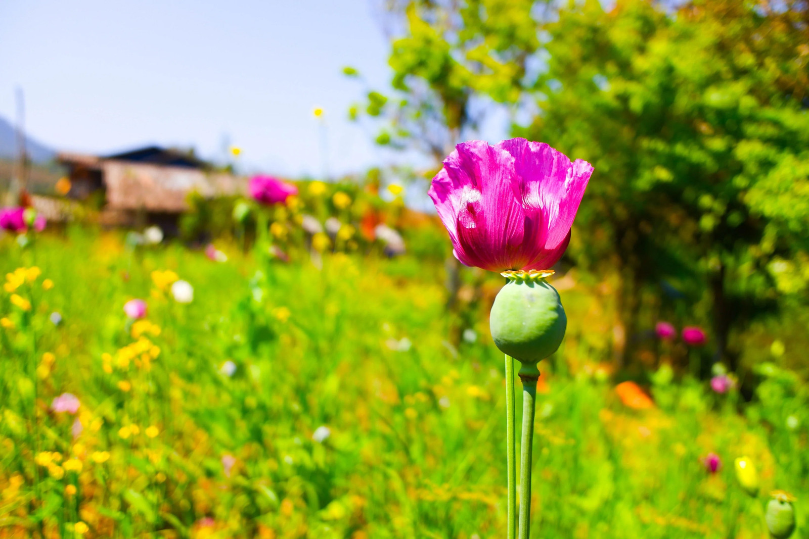 200 AFGHAN RESELECTED Blue POPPY Mixed Colors Papaver Pink Purple Flower Seeds