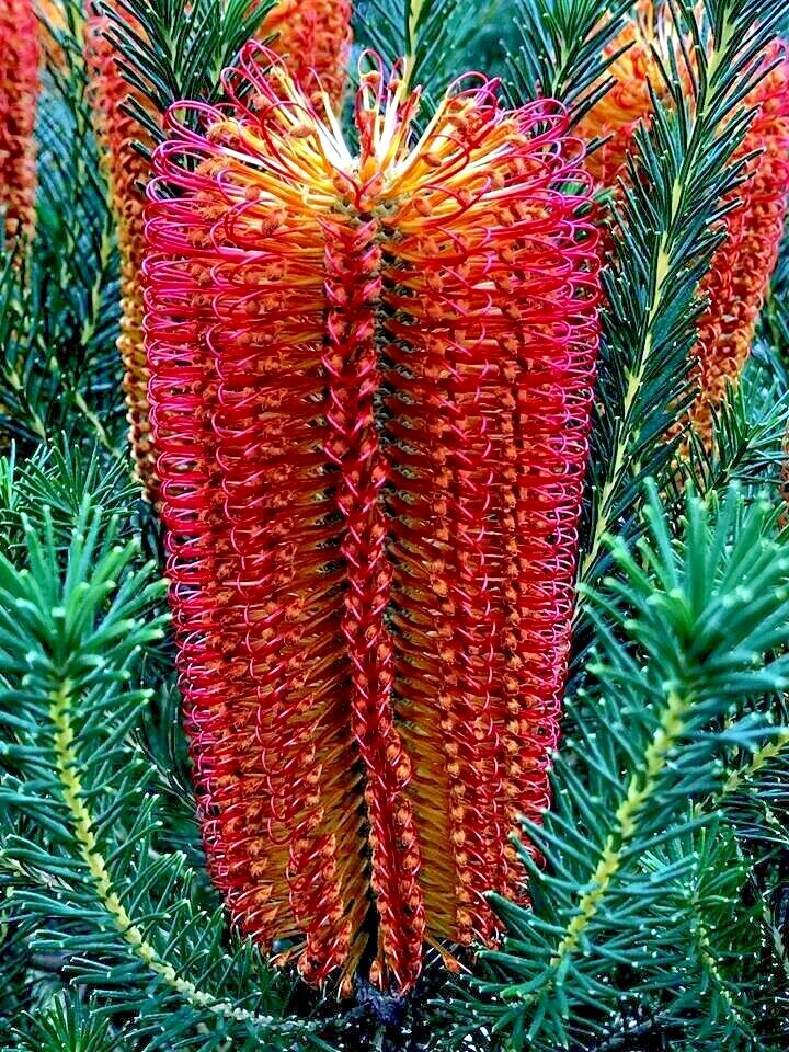 Lantern Banksia Tree Seeds “Fireworks” Exotic Flowering House Plant RARE