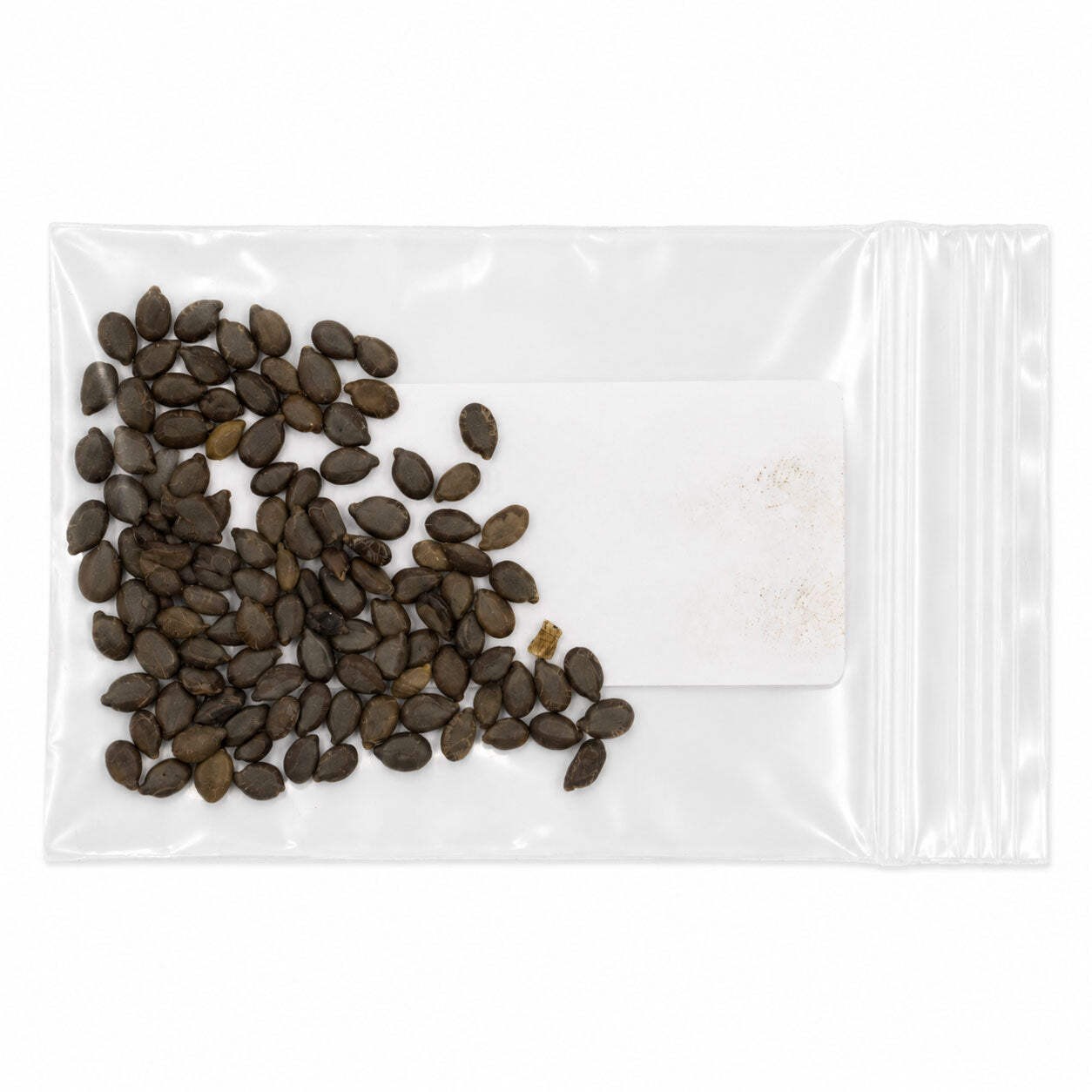 Mini Native Tall Hummingbird Seed Mix | Prairie Legacy Inc.