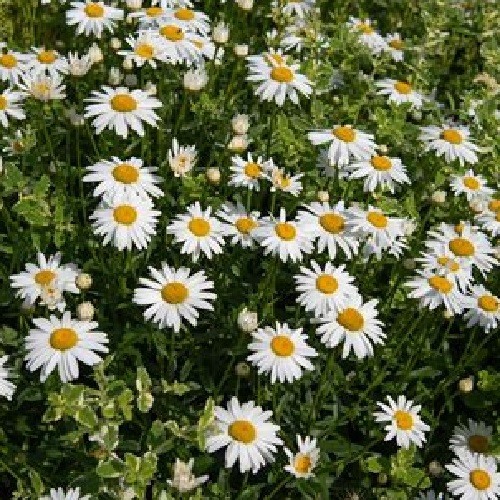 2,500+ Shasta Daisy Seeds Chrysanthemum Maximum Large Perennials All US Zones