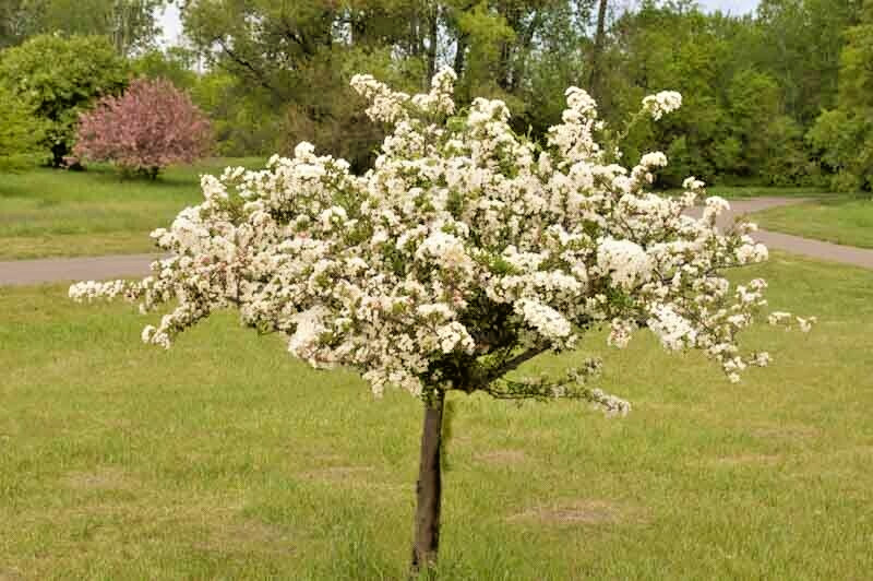 Sargent’s Crabapple Tree | Premium Seeds | Malus sargentii ‘Fall’ | Plants’®
