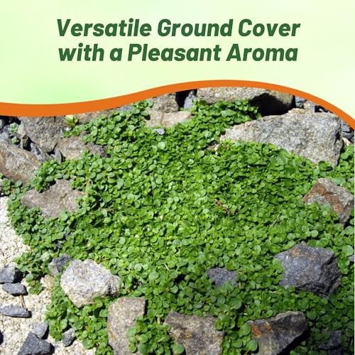 Mentha Corsican Mini Mint Seeds for Planting – 50 Pcs Pellets 50 Pellets