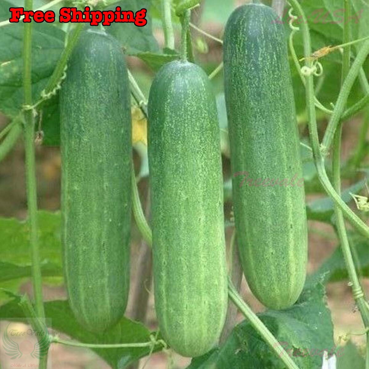 Cucumber Seeds, Asia Summer Cucumber Seeds | NON-GMO, Organic