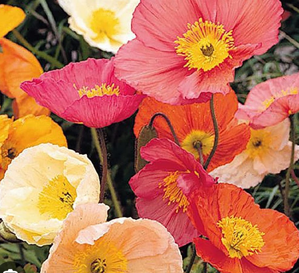 1200+ Iceland Poppy Seeds **Fresh Seeds** ~~Free Shipping~~