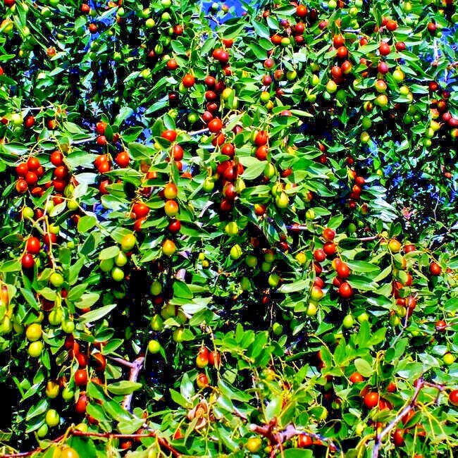 10 JUJUBE FRUIT TREE SEEDS RED CHINESE DATE INDIAN PLUM Superfruit Fast Hardy