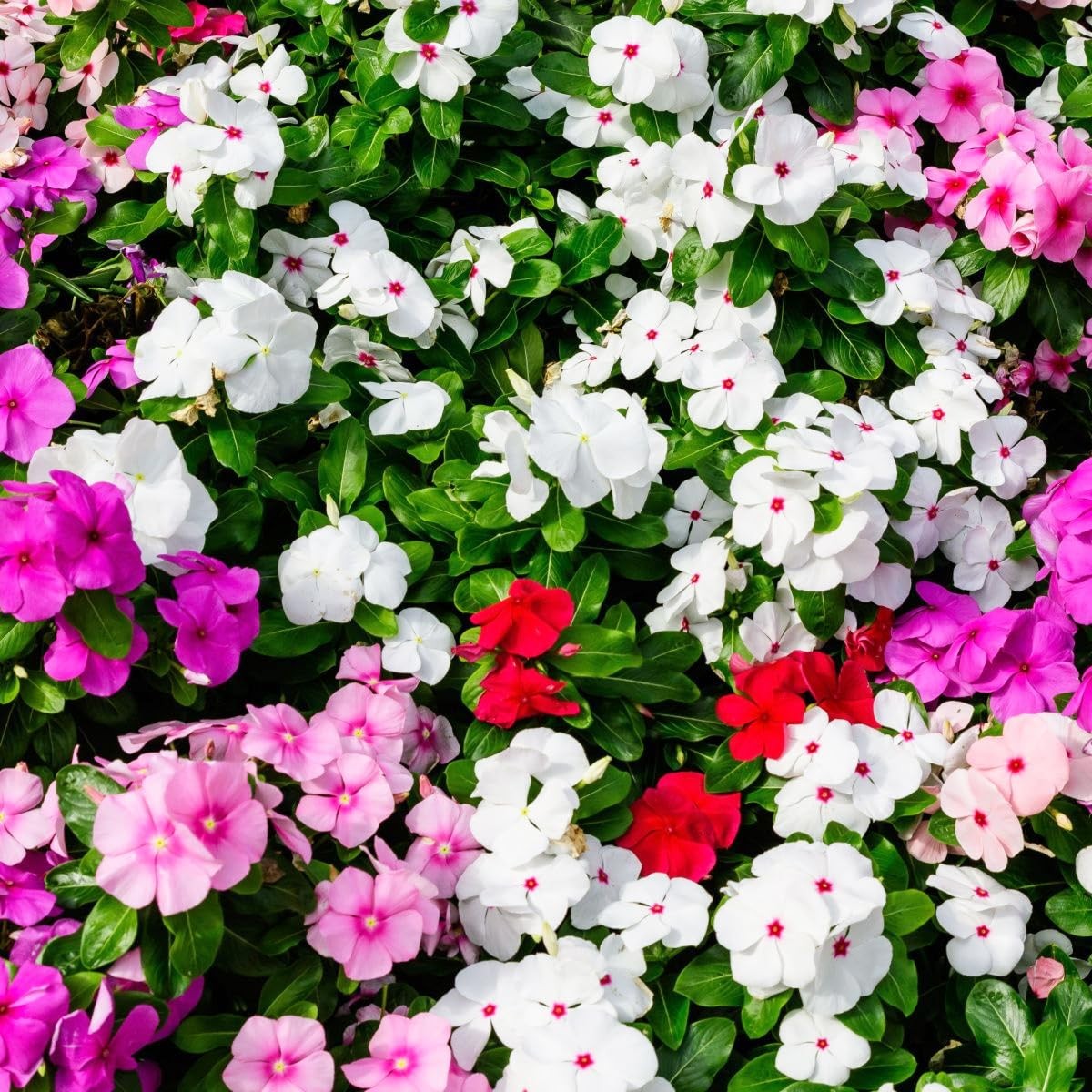 1000+ Non-GMO Perennial Vinca Periwinkle Seeds for Ground Cover Planting