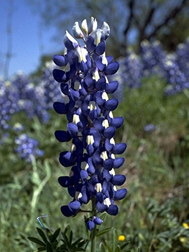 Lupine Texas Bluebonnet Nice Garden Flower By Seed Kingdom 1/4 Lb Seeds