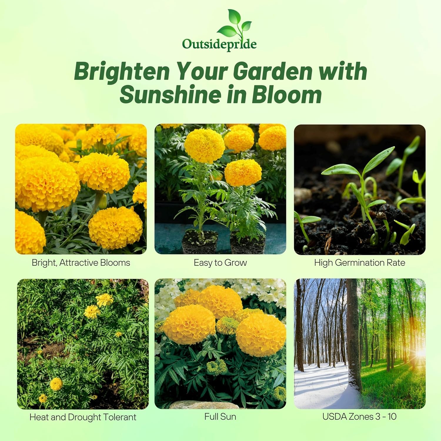 1000 Seeds Marigold Seed – Tagetes Erecta African Marigold Yellow Flower Seeds