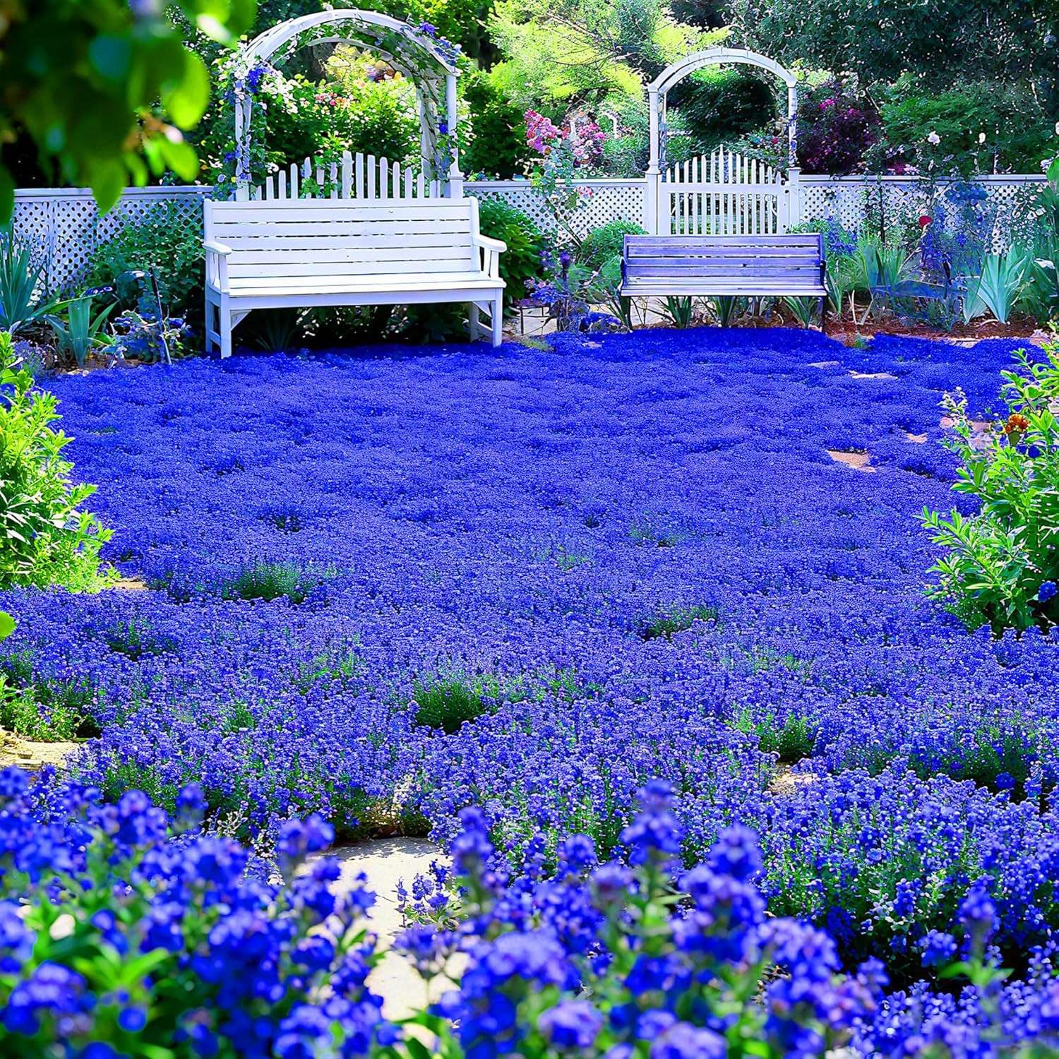 15000+ Creeping Thyme Seeds for Planting Outdoor-Perennial Magic Carpet Ground C