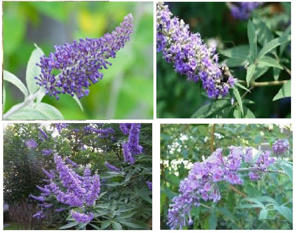 LOTS OF VARIETY OF 8 DIFFERENT KINDS OF FLOWER SEEDS GREAT DEAL! #020 USA Seller