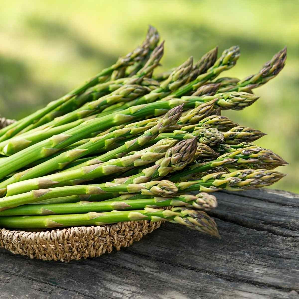 24 Asparagus Crowns “Mary Washington” 2 Yrs(Pack of 24 Bare Root Plants)Zone 3-8