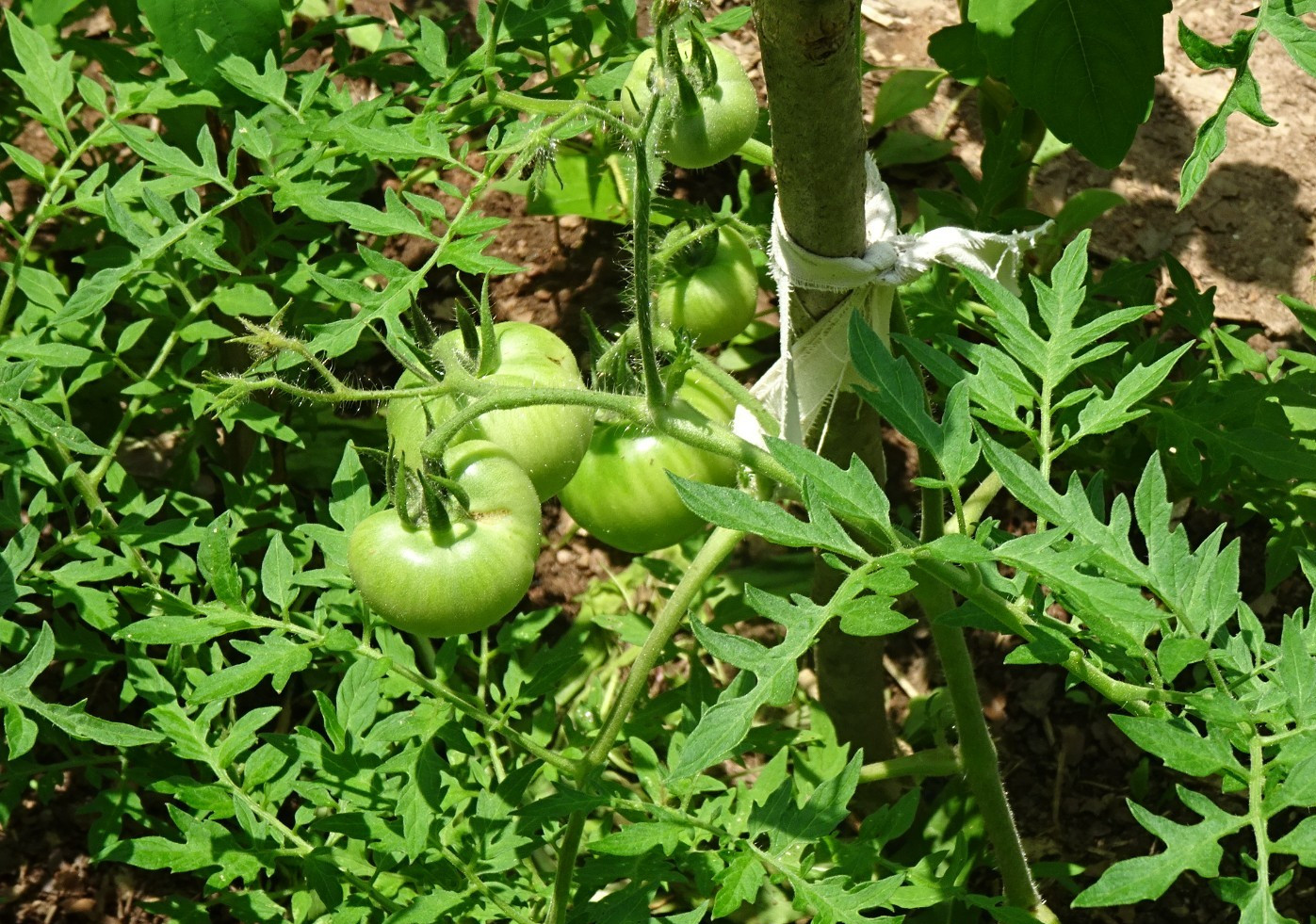 Silvery Fir Tree Tomato 15+ Seeds Early Red Organic Heirloom Dwarf from 2025
