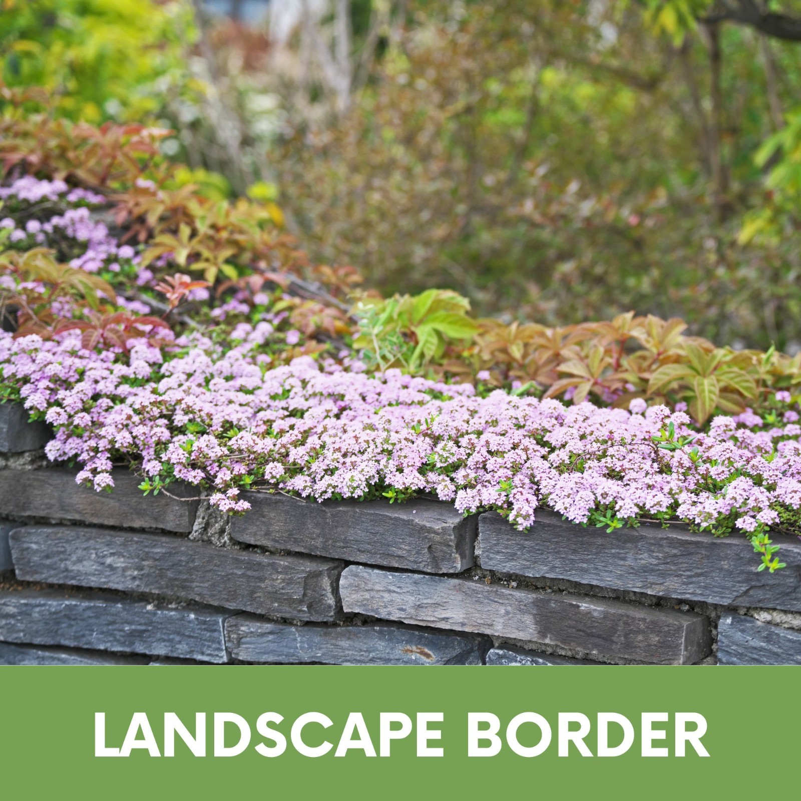 Flawn Seed Creeping Thyme, Easy Spread Shaker, Pollinator Friendly, Ground Cover