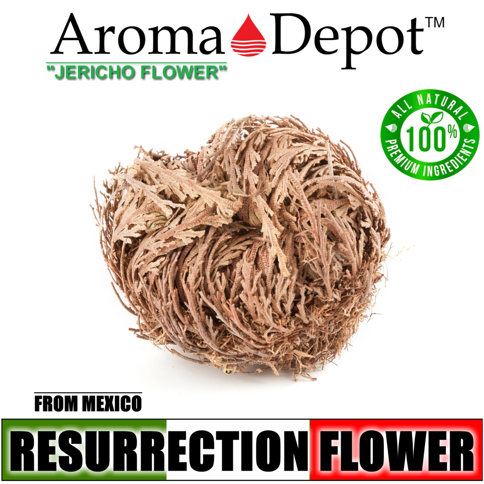 Rose of Jericho Flower Resurrection Rose Flor de Peña Selaginella Lepidoph Plant