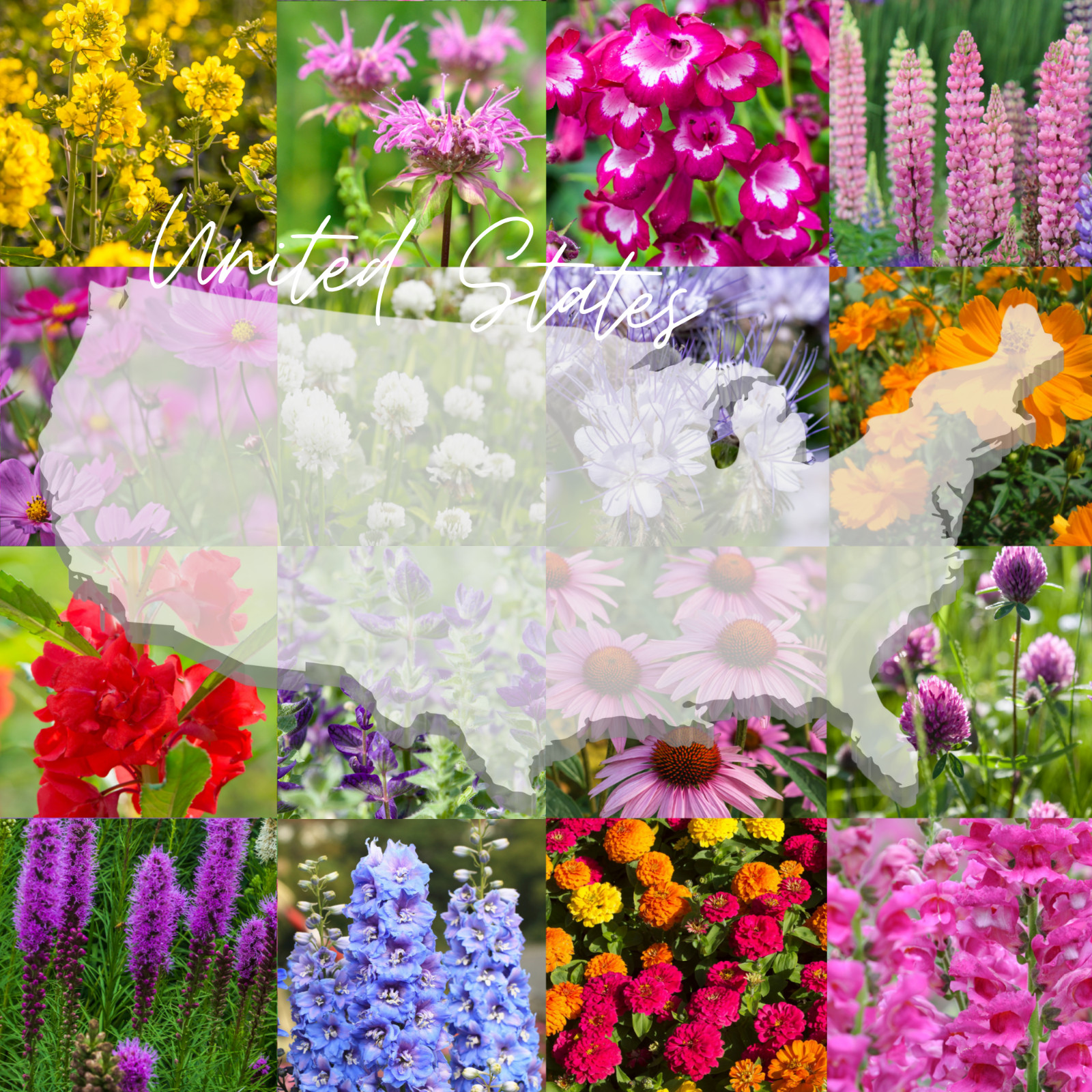 Birds, Bees, Butterflies, Pollinators Bulk Wildflower Seed Mix