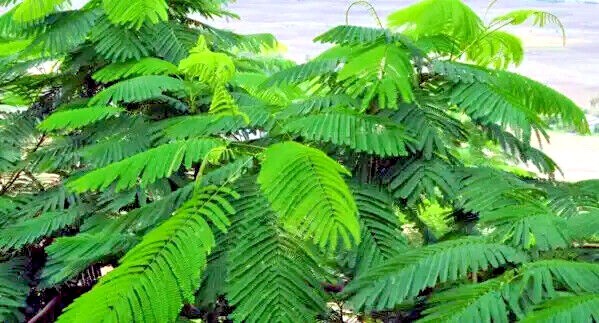 ROYAL POINCIANA RED FLAME TREE SEEDS Delonix Regia Tropical Flamboyant Flower
