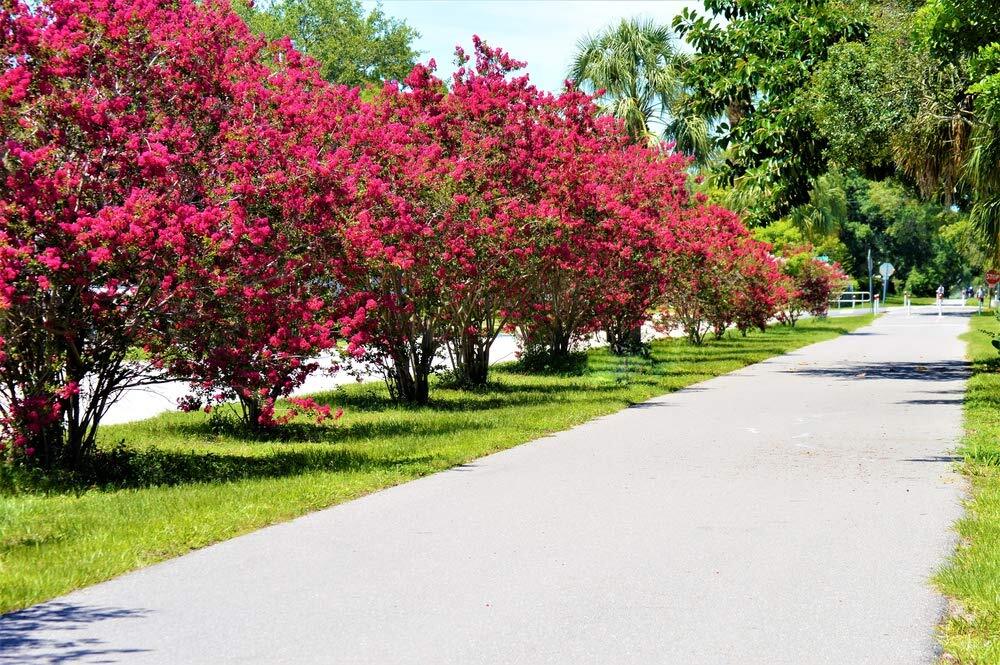 Crape Myrtle Bonsai Tree Seeds – 20 Seeds – Exotic Bark and Vibrant Flowers