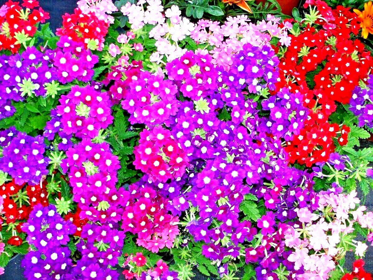 201+VERBENA MIX Flower Seeds Groundcover Hanging Baskets Container Flower Garden