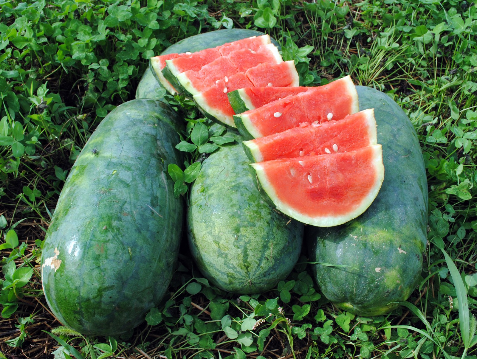 Strawberry watermelon RARE, or Citrullus lanatus. 10 Seeds Free Shipping!