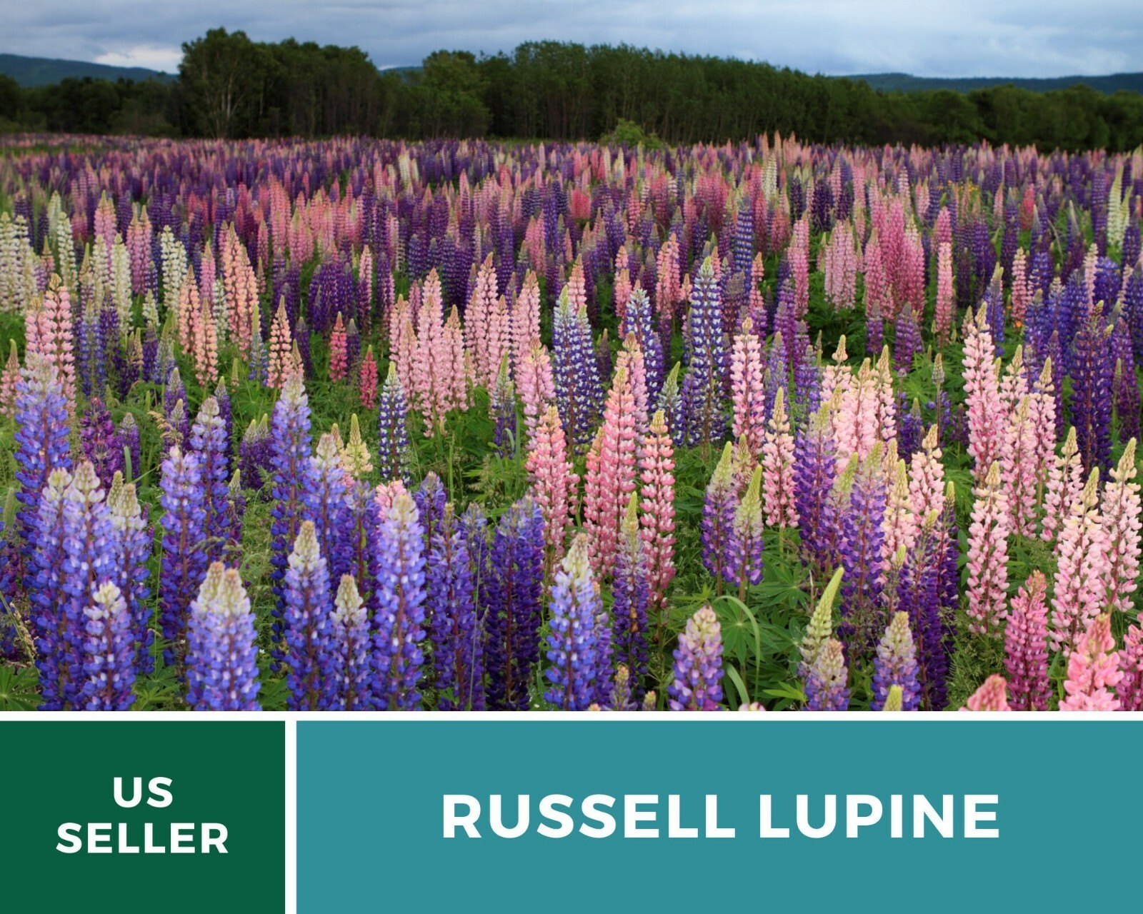 Lupine, Russell – 50 Seeds – Pollinator & Hummingbird Friendly – Sow in Fall or