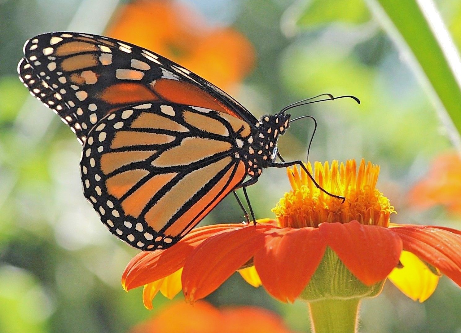 101+MEXICAN SUNFLOWER Seeds Drought Heat Summer Flower Garden Container Easy