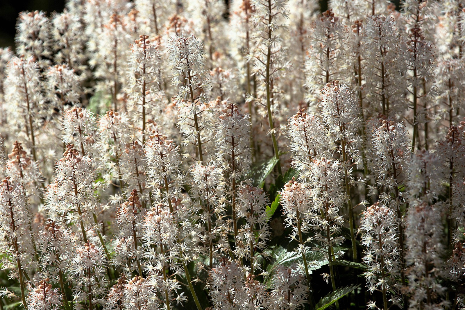 20 SUGAR SCOOP FOAMFLOWER White Tiarella Trifoliata Laceflower Flower Seeds