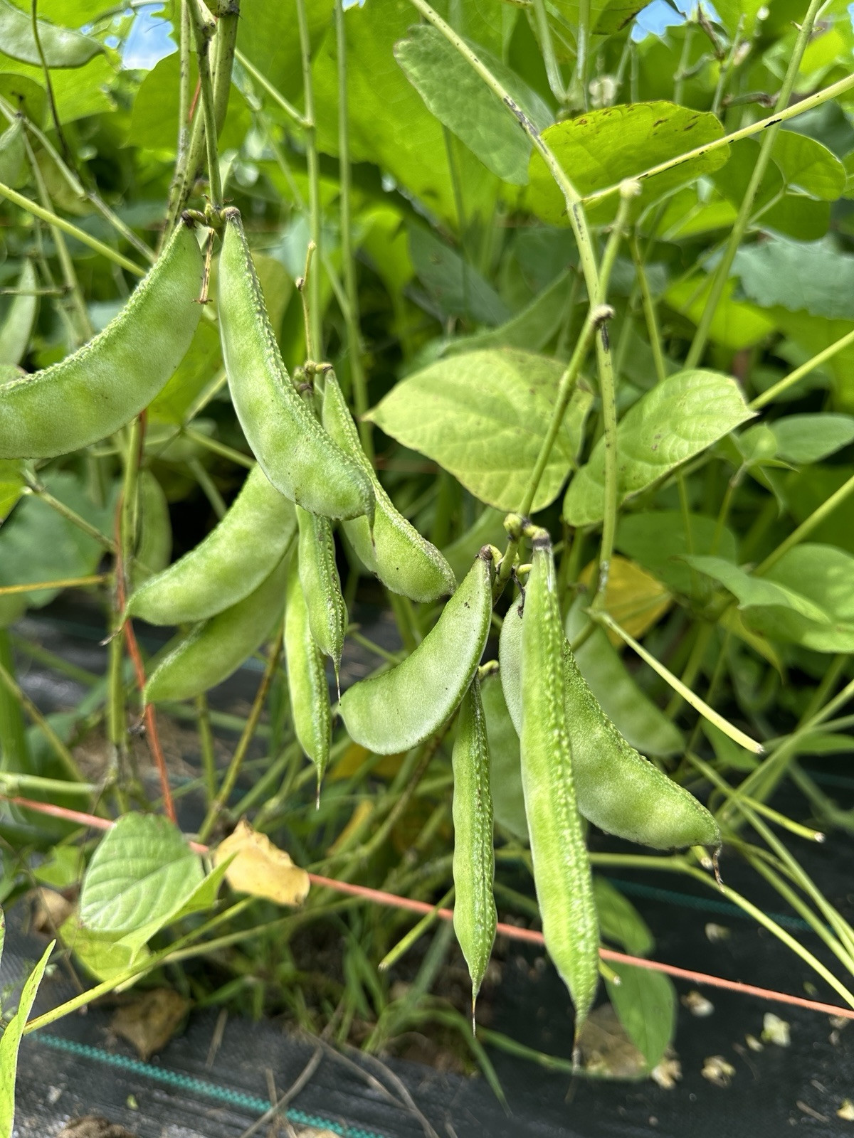 Country Bean IPSA -2 || Medium Plant Bangladeshi Shim || Short Season 8 Seeds