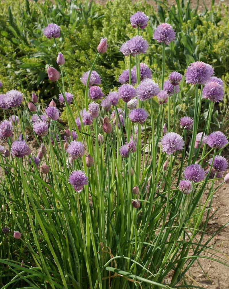 500 Chives Seeds Culinary Herb Allium schoenoprasum